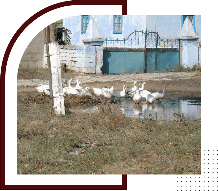 Domestic goose in the pond